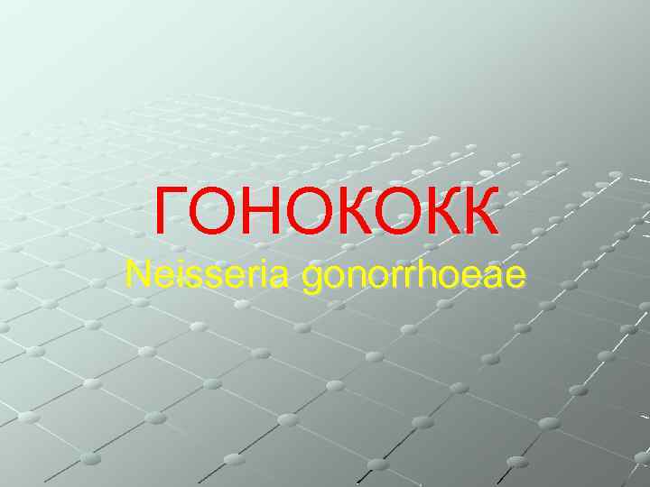 ГОНОКОКК Neisseria gonorrhoeae 