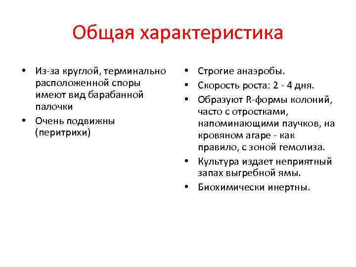 Общая характеристика • Из-за круглой, терминально расположенной споры имеют вид барабанной палочки • Очень