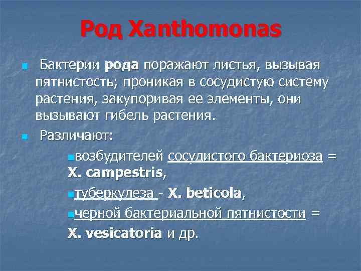 Род Xanthomonas n n Бактерии рода поражают листья, вызывая пятнистость; проникая в сосудистую систему