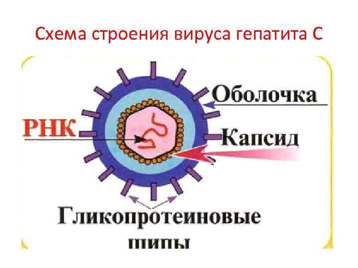 Схема строения вируса гепатита С 