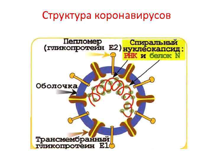 Структура коронавирусов 