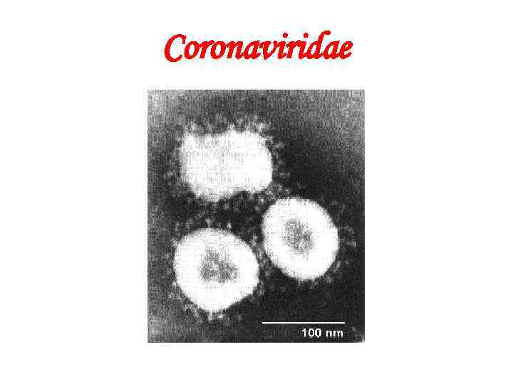 Coronaviridae 