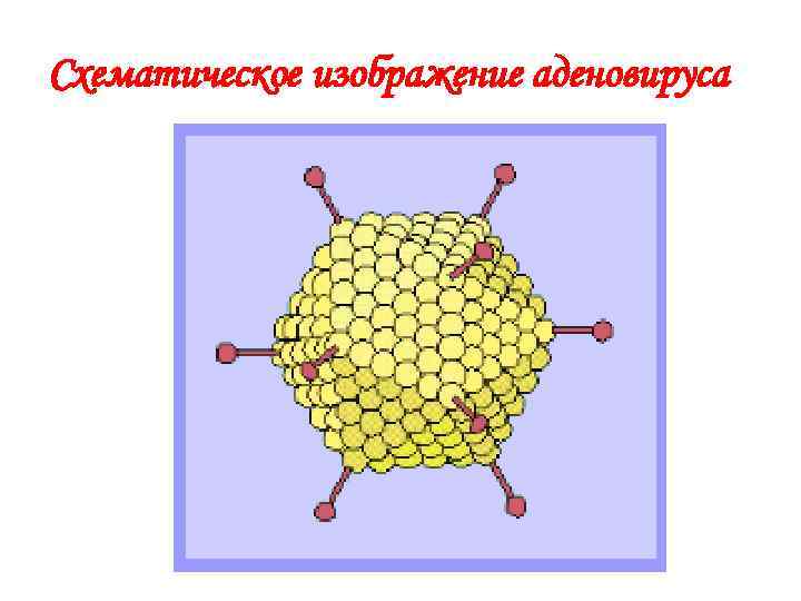 Схематическое изображение аденовируса 