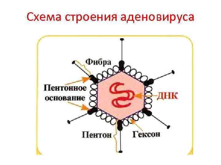 Схема строения аденовируса 