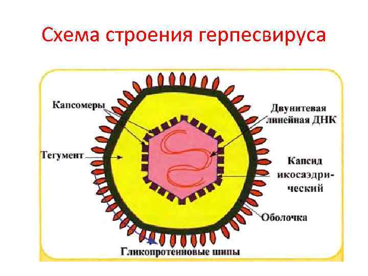 Схема строения герпесвируса 