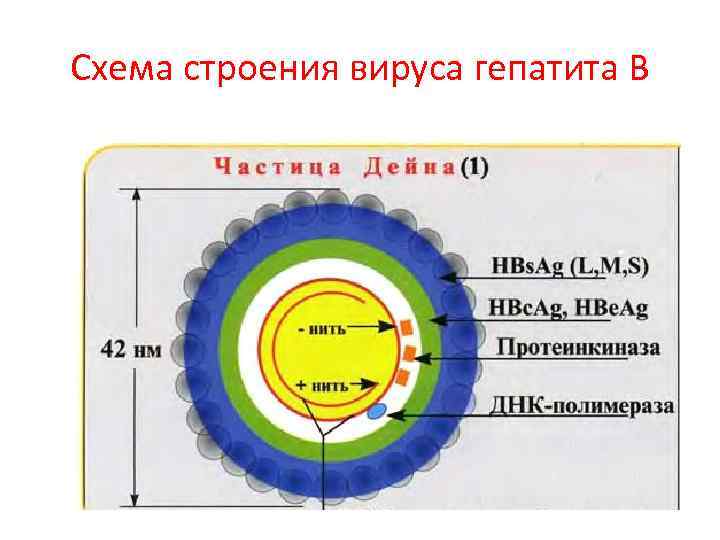 Схема строения вируса гепатита В 