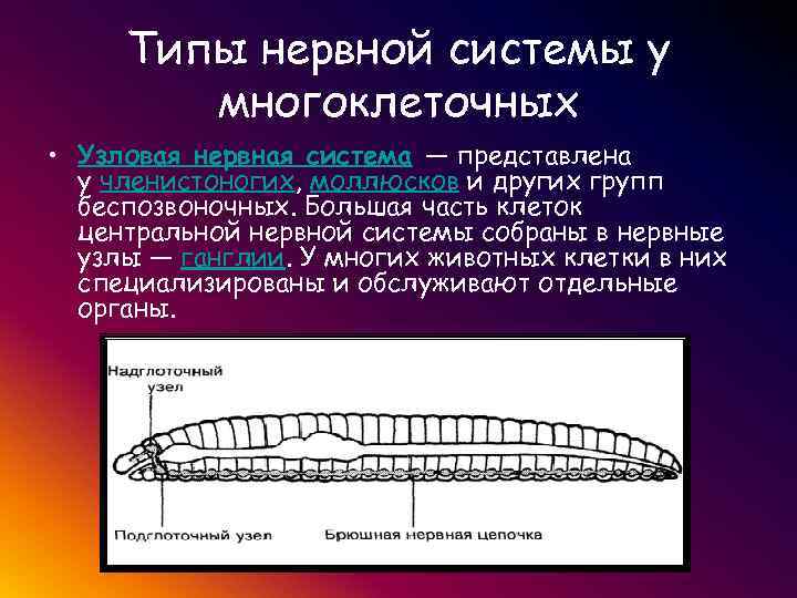 Диффузная нервная система характерна для животных типа. Типы нервной системы Узловая трубчатая. Нервная система узлового типа. Типы неввнойсистемы. Типы нервной системы у многоклеточных.