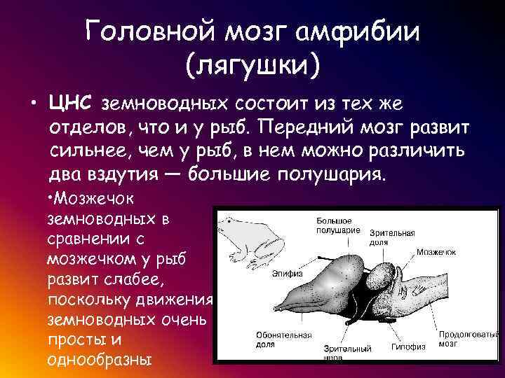  Головной мозг амфибии (лягушки) • ЦНС земноводных состоит из тех же отделов, что