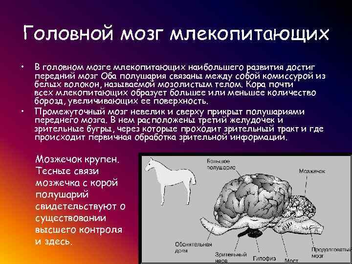 Мозг млекопитающих. Головной мозг млекопитающих. Функции головного мозга млекопитающих. Функции отделов мозга у млекопитающих. Передний отдел мозга млекопитающих.