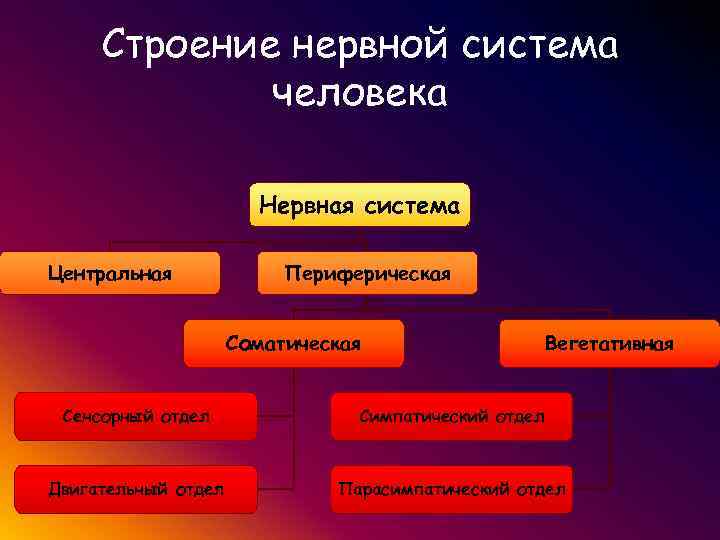 Нервная система рефлекс инстинкт органы чувств регуляция деятельности организма презентация 7 класс