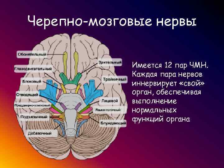 12 пара нервов головного мозга