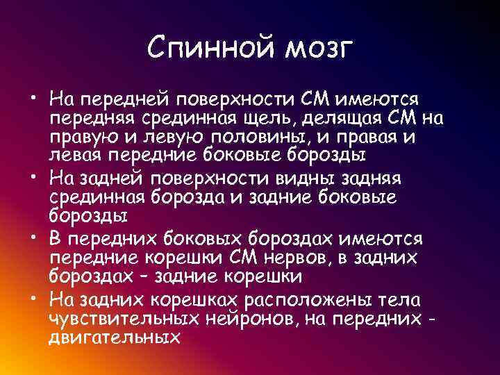  Спинной мозг • На передней поверхности СМ имеются передняя срединная щель, делящая СМ