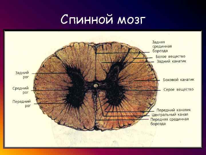 Спинной мозг 