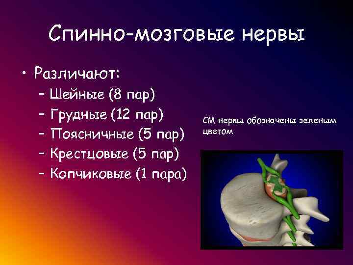  Спинно-мозговые нервы • Различают: – Шейные (8 пар) – Грудные (12 пар) СМ