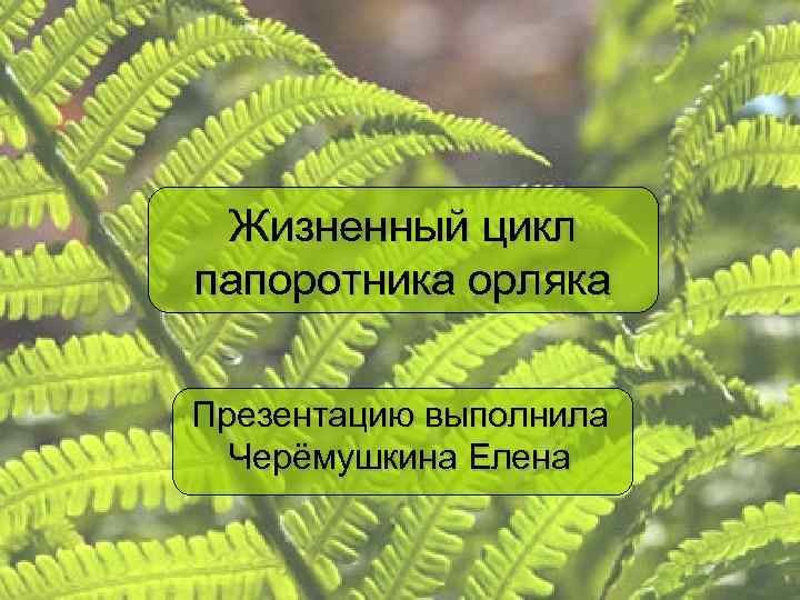 Жизненный цикл папоротника орляка Презентацию выполнила Черёмушкина Елена 