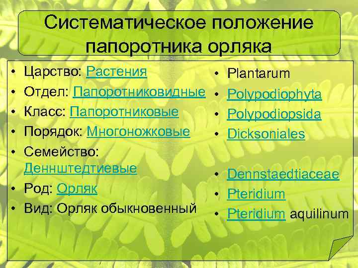 Отдел род вид. Систематика папоротниковидных. Систематика папоротникообразных. Отдел Папоротниковидные классификация. Папоротник царство отдел класс семейство род вид.