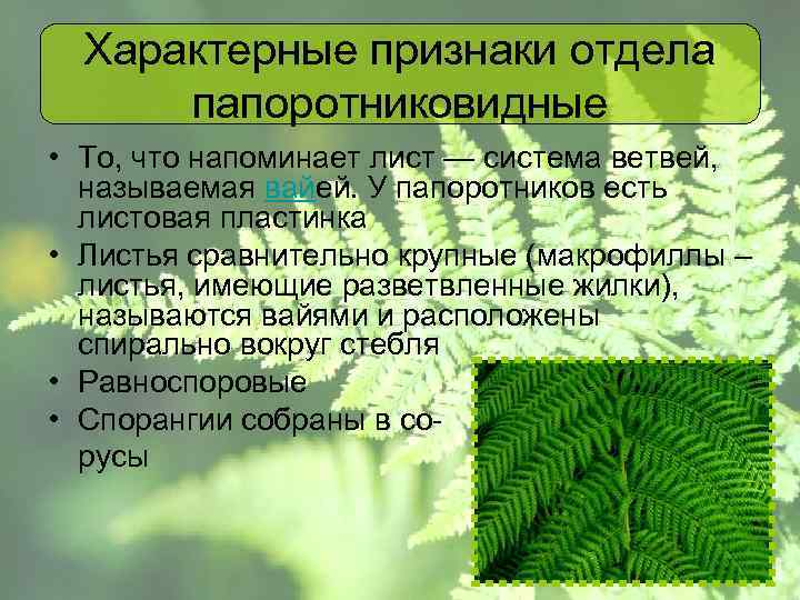 Голосеменные растения в отличие от папоротников