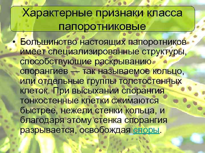 Характерные признаки класса папоротниковые • Большинство настоящих папоротников имеет специализированные структуры, способствующие раскрыванию спорангиев