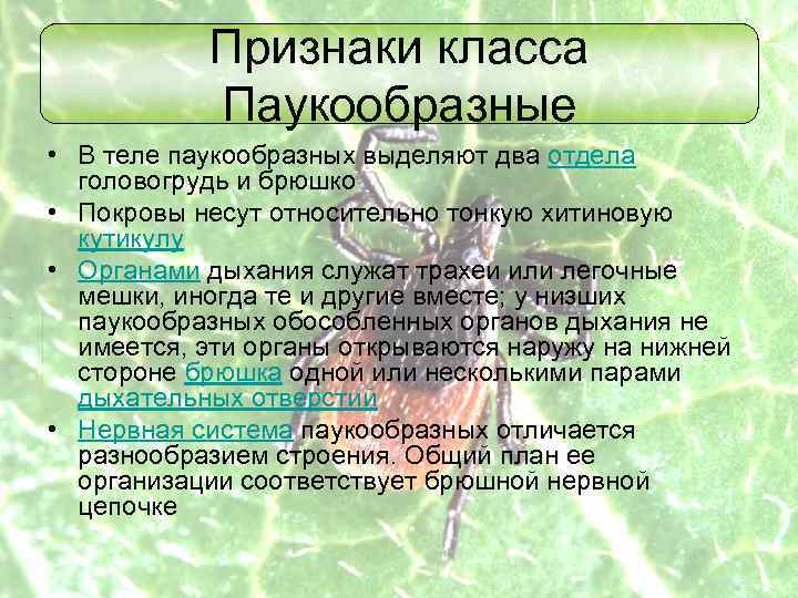 Признаки класса Паукообразные • В теле паукообразных выделяют два отдела головогрудь и брюшко •