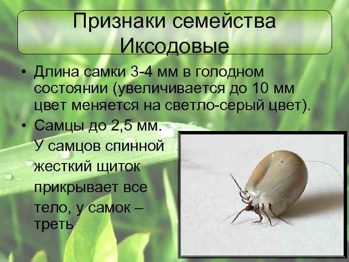 Признаки семейства Иксодовые • Длина самки 3 -4 мм в голодном состоянии (увеличивается до