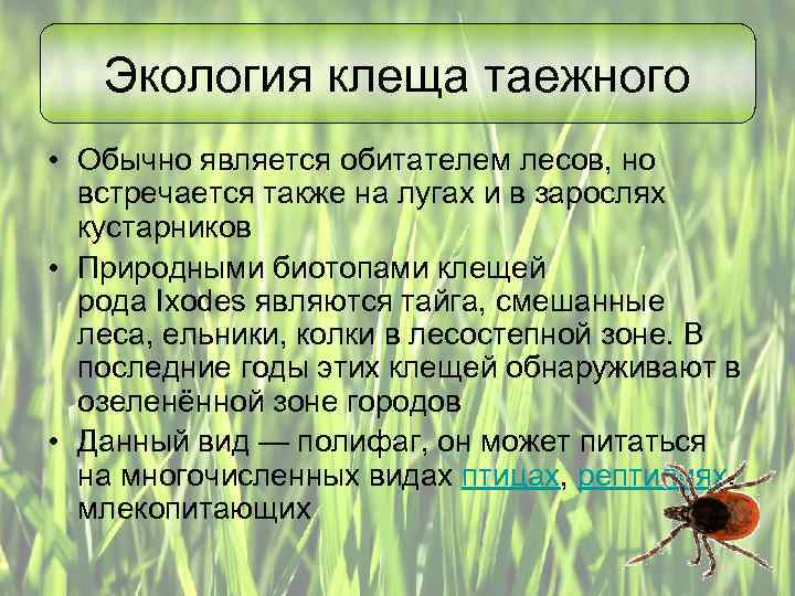 Таежный клещ презентация