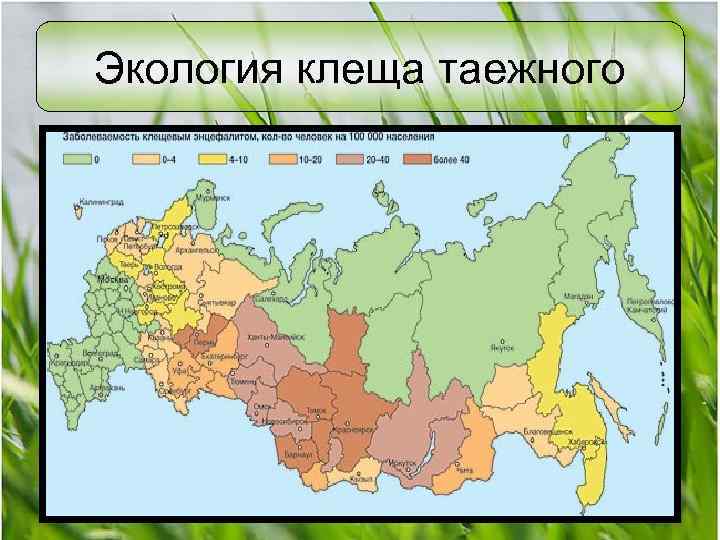 Экология клеща таежного 