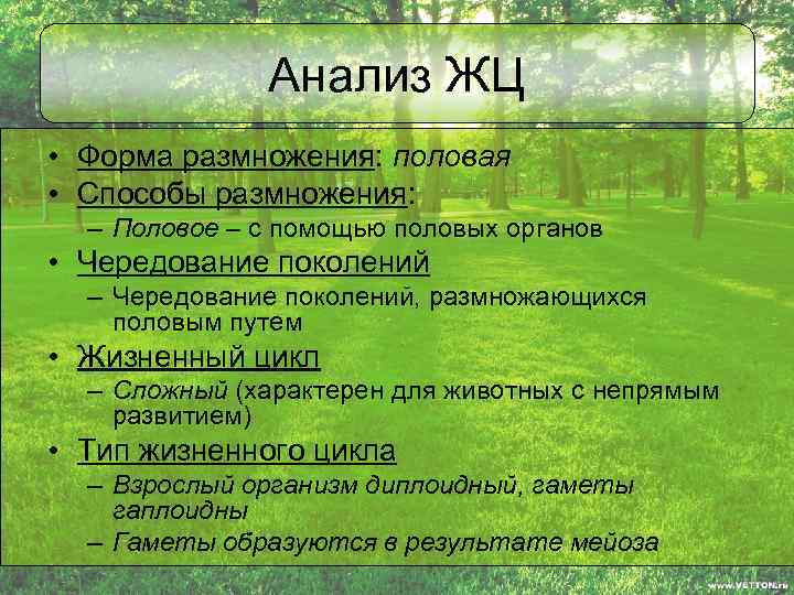 Анализ ЖЦ • Форма размножения: половая • Способы размножения: – Половое – с помощью