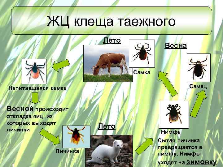 Жизненный цикл собачьего клеща схема