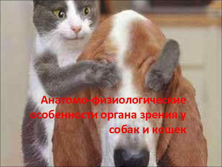 Анатомо-физиологические особенности органа зрения у собак и кошек 