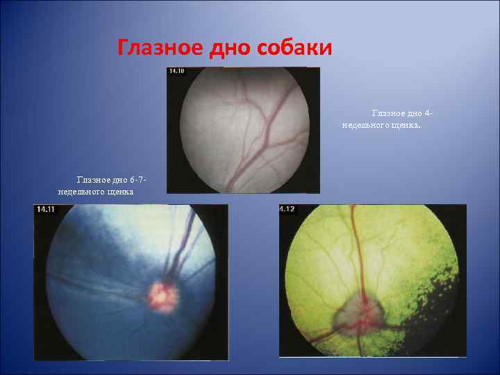 Глазное дно собаки Глазное дно 4 недельного щенка. Глазное дно 6 -7 недельного щенка