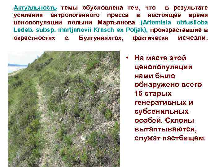 Актуальность темы обусловлена тем, что в результате усиления антропогенного пресса в настоящее время ценопопуляции
