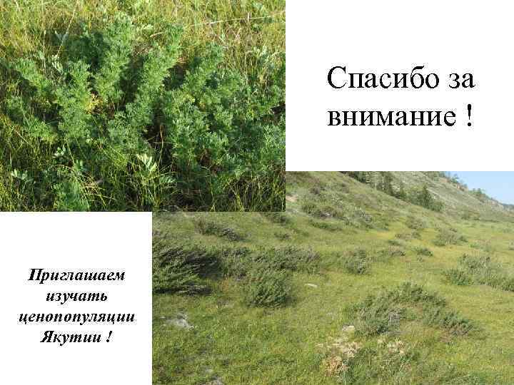 Спасибо за внимание ! Приглашаем изучать ценопопуляции Якутии ! 