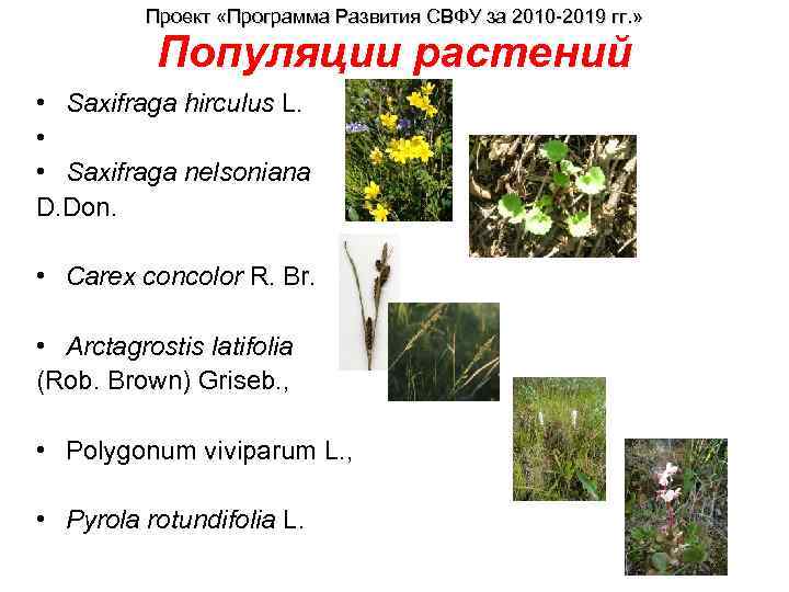 Проект «Программа Развития СВФУ за 2010 -2019 гг. » Популяции растений • Saxifraga hirculus