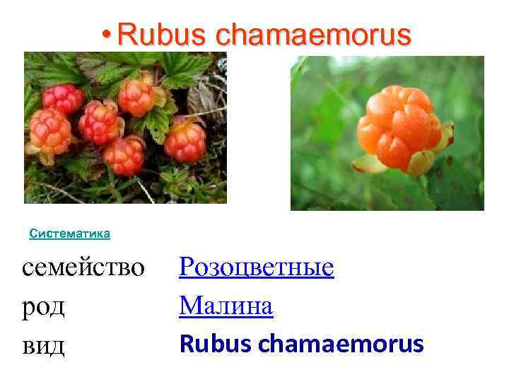  • Rubus chamaemorus Систематика семейство род вид Розоцветные Малина Rubus chamaemorus 