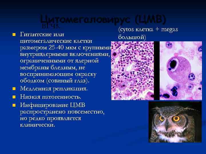 Цитомегаловирус (ЦМВ) ВГЧ 5. n n ВГЧ 5. (cytos клетка + megas Гигантские или