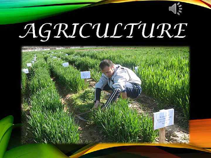 AGRICULTURE 