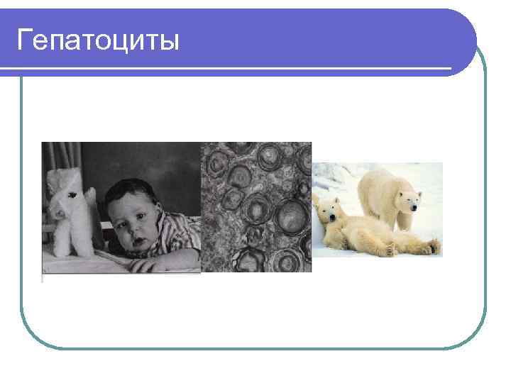 Гепатоциты 