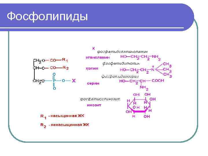 Фосфолипиды 