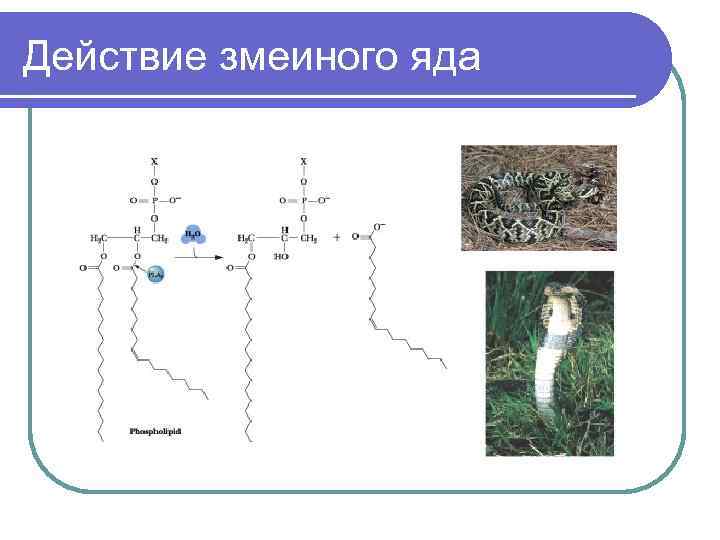 Действие змеиного яда 