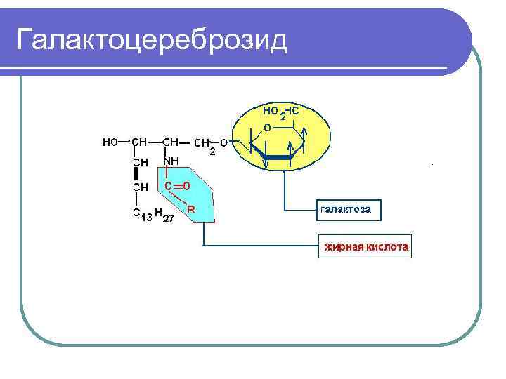 Галактоцереброзид 