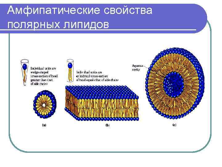 Амфипатические свойства полярных липидов 