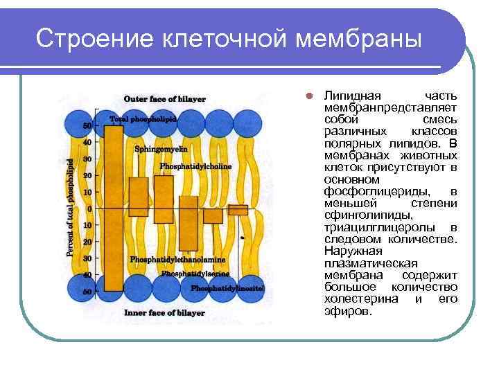 Строение клеточной мембраны l Липидная часть мембран представляет собой смесь различных классов полярных липидов.