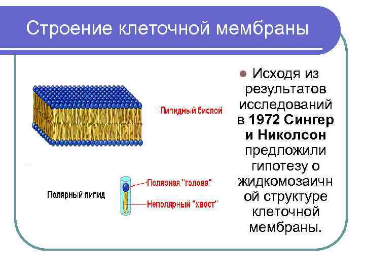 Строение клеточной мембраны Исходя из результатов исследований в 1972 Сингер и Николсон предложили гипотезу