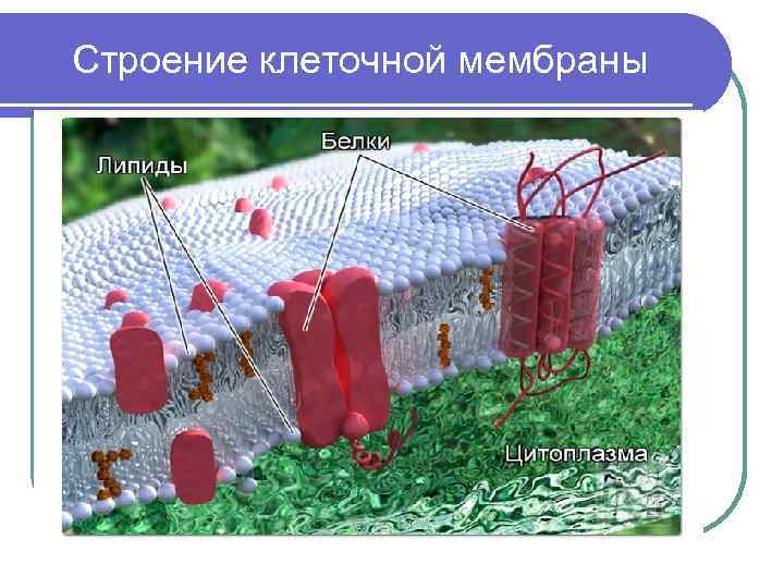 Строение клеточной мембраны l http: // 