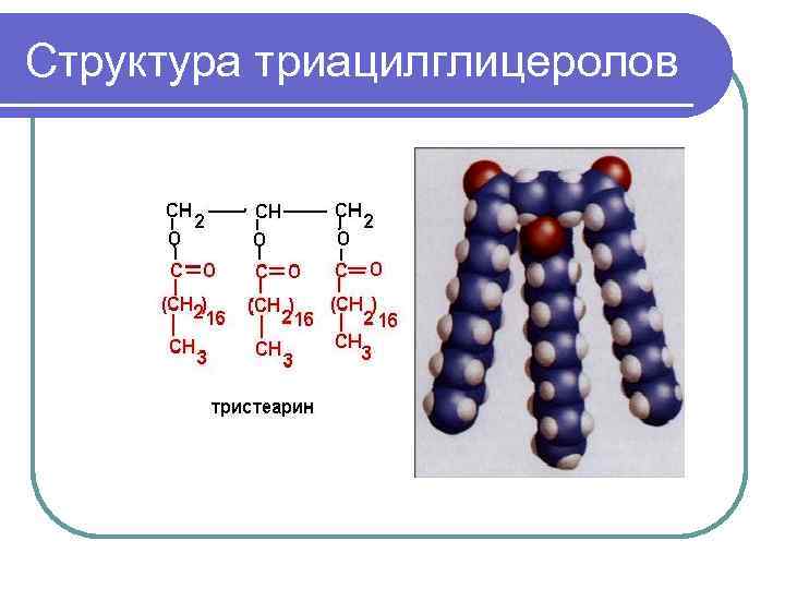 Структура триацилглицеролов 