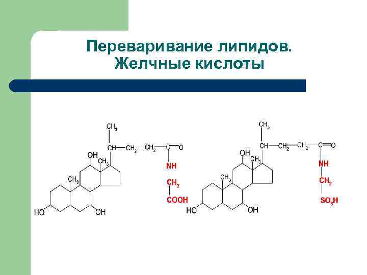 Переваривание липидов. Желчные кислоты 