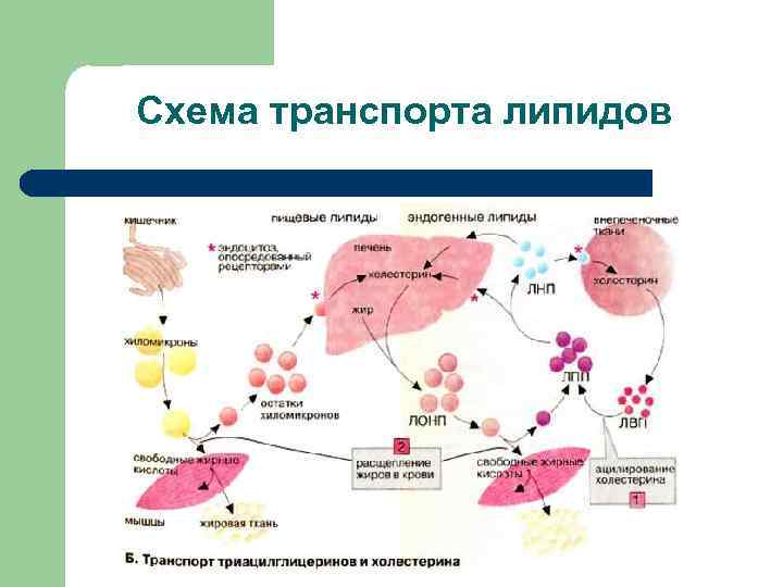 Схема транспорта липидов 