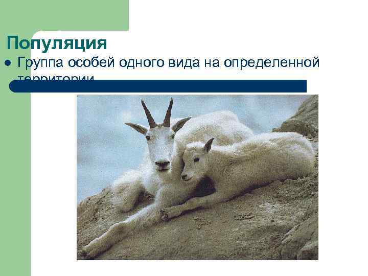 Популяция l Группа особей одного вида на определенной территории 