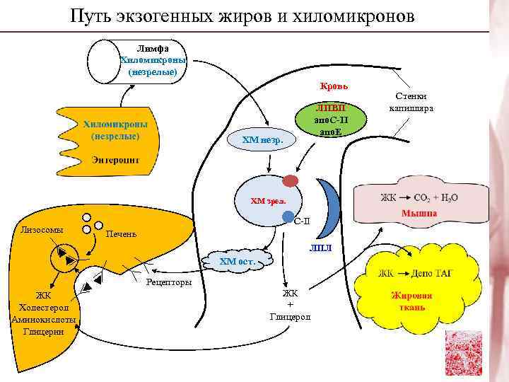 Путь экзогенных жиров и хиломикронов Лимфа Хиломикроны (незрелые) Кровь ЛПВП апо. С-II апо. Е