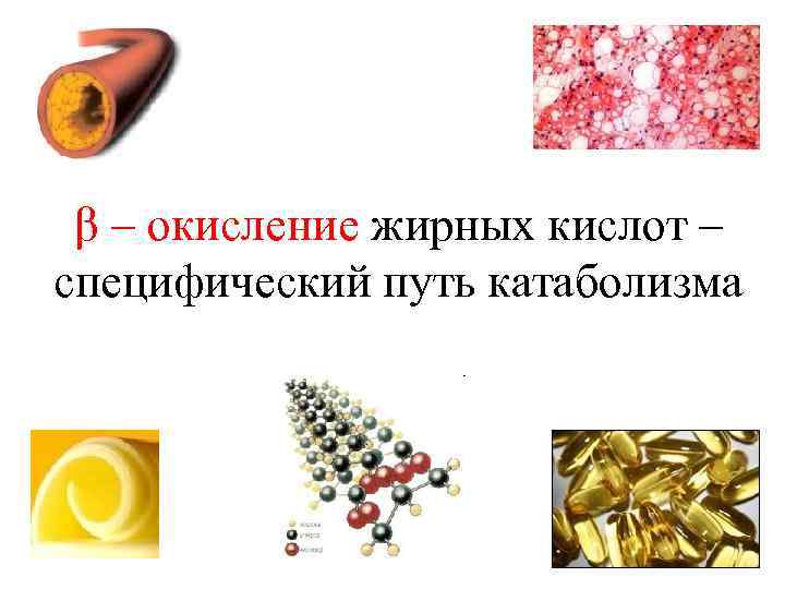 β – окисление жирных кислот – специфический путь катаболизма 